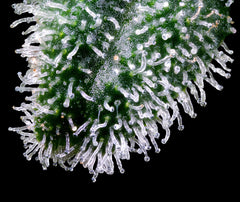 Trichome Shape