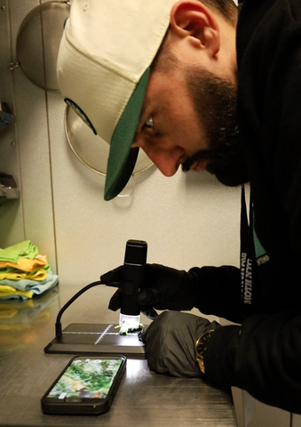 bubble hash expert examining cannabis flower under microscope