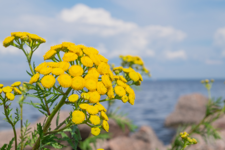 Blue Tansy Oil for Hair: A Natural Remedy for Healthy Hair - wide 4
