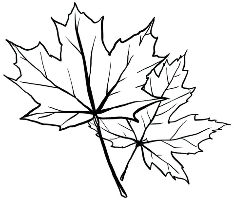 A black-line sketch of two maple leaves on a white background.