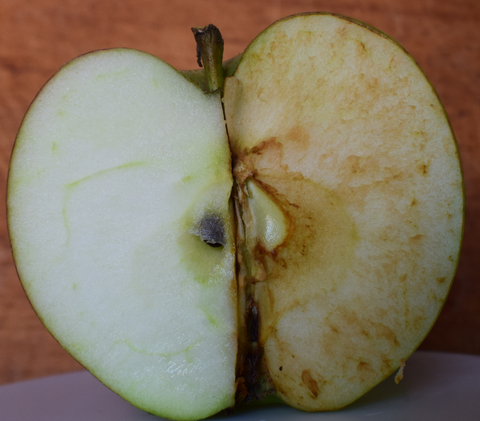 Half of an apple showing oxidation