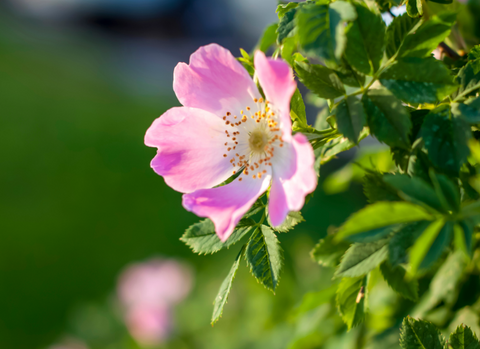 Pink rosehip flower on green shrub