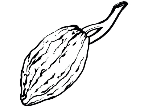 A black-line sketch of a cacao pod on a white background.