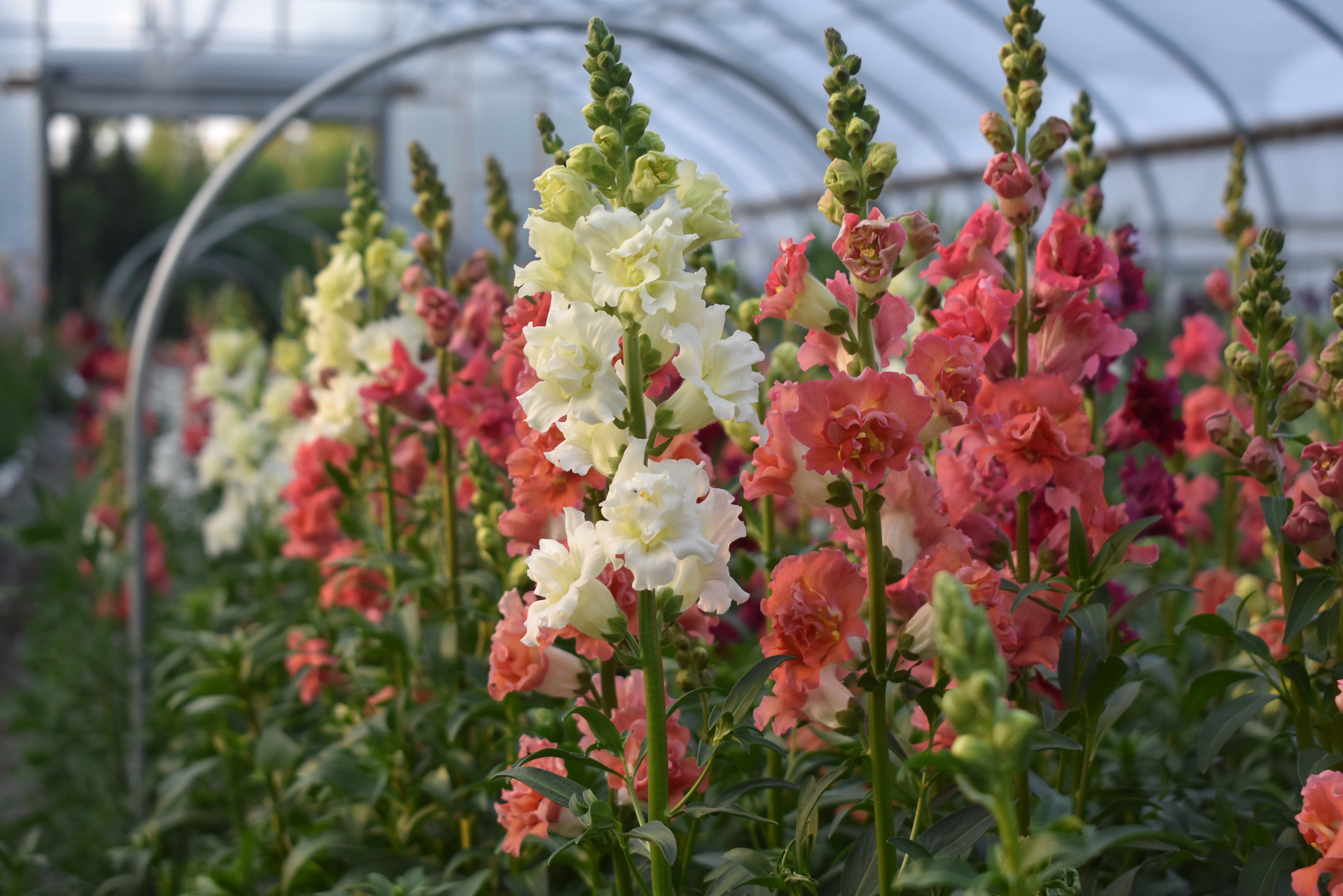 Snapdragon flowers on long stems grown in a greenhouse using farmer bailey plugs starter plants