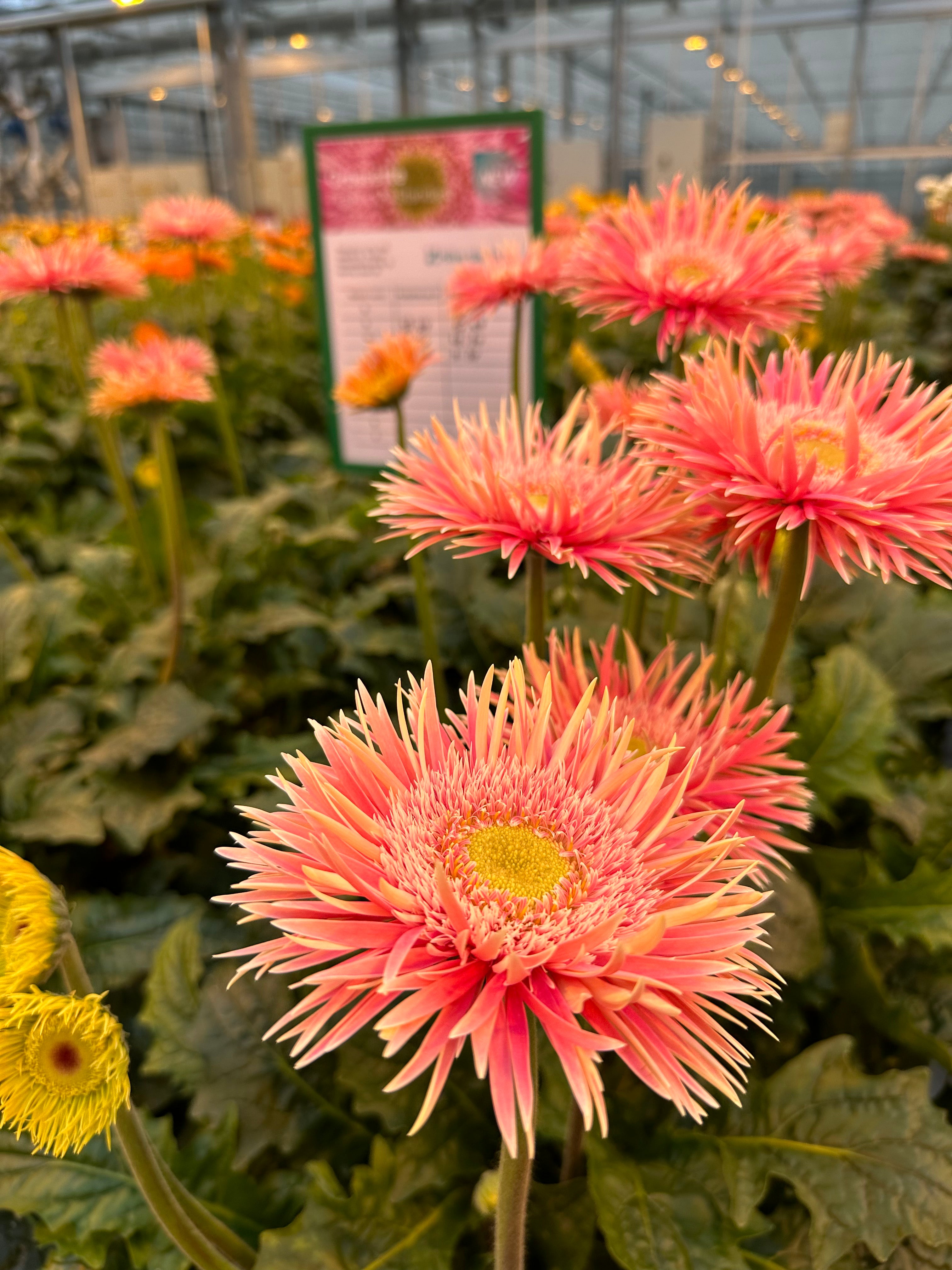 Gerbera Fireworx Standard Crossette at HilverdaFlorist