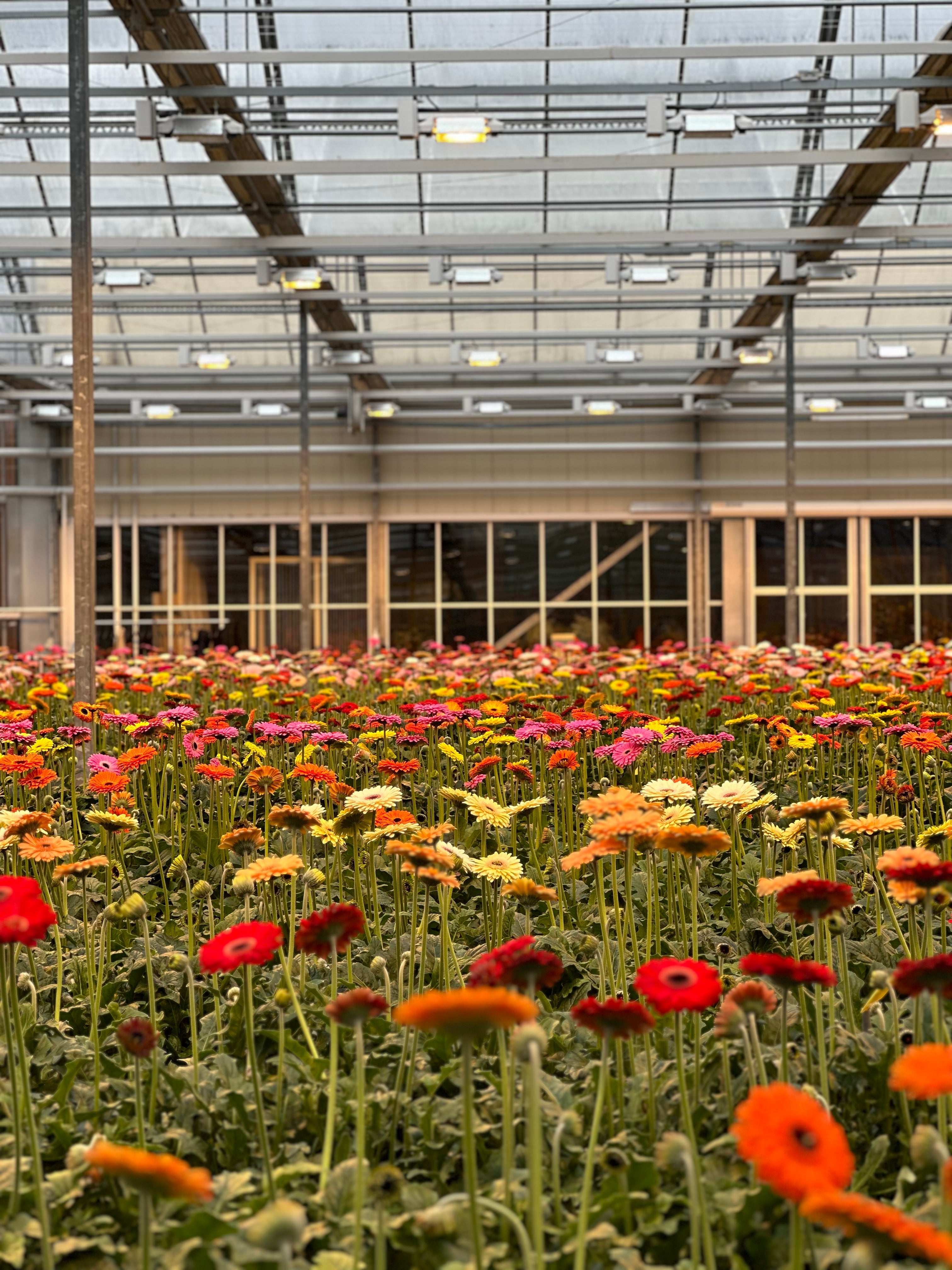 Gerberas in full bloom in the HilverdaFlorist greenhouse in Netherlands