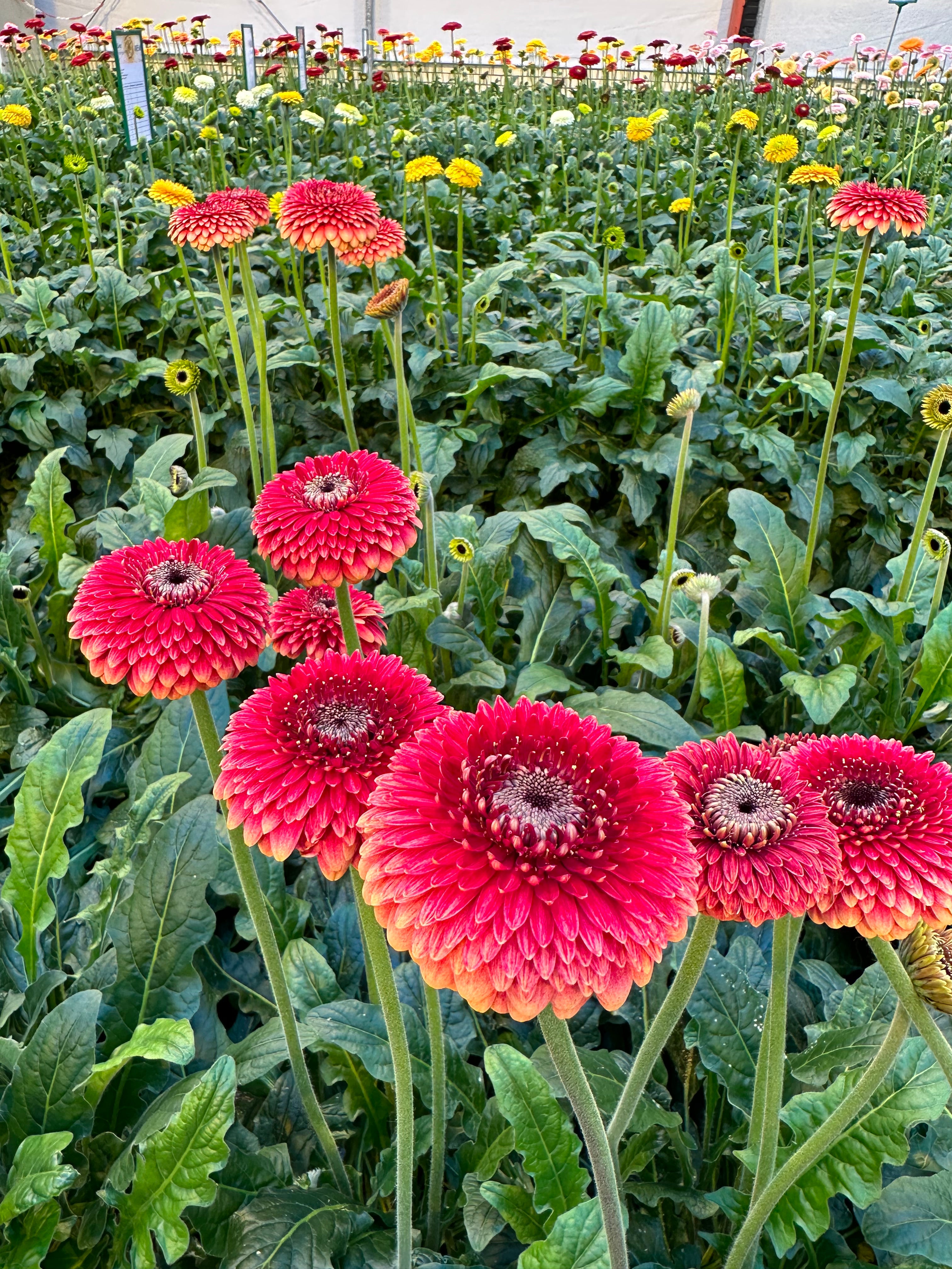 Gerbera Pomponi Mini Mahna grown at HilverdaFlorist, Netherlands