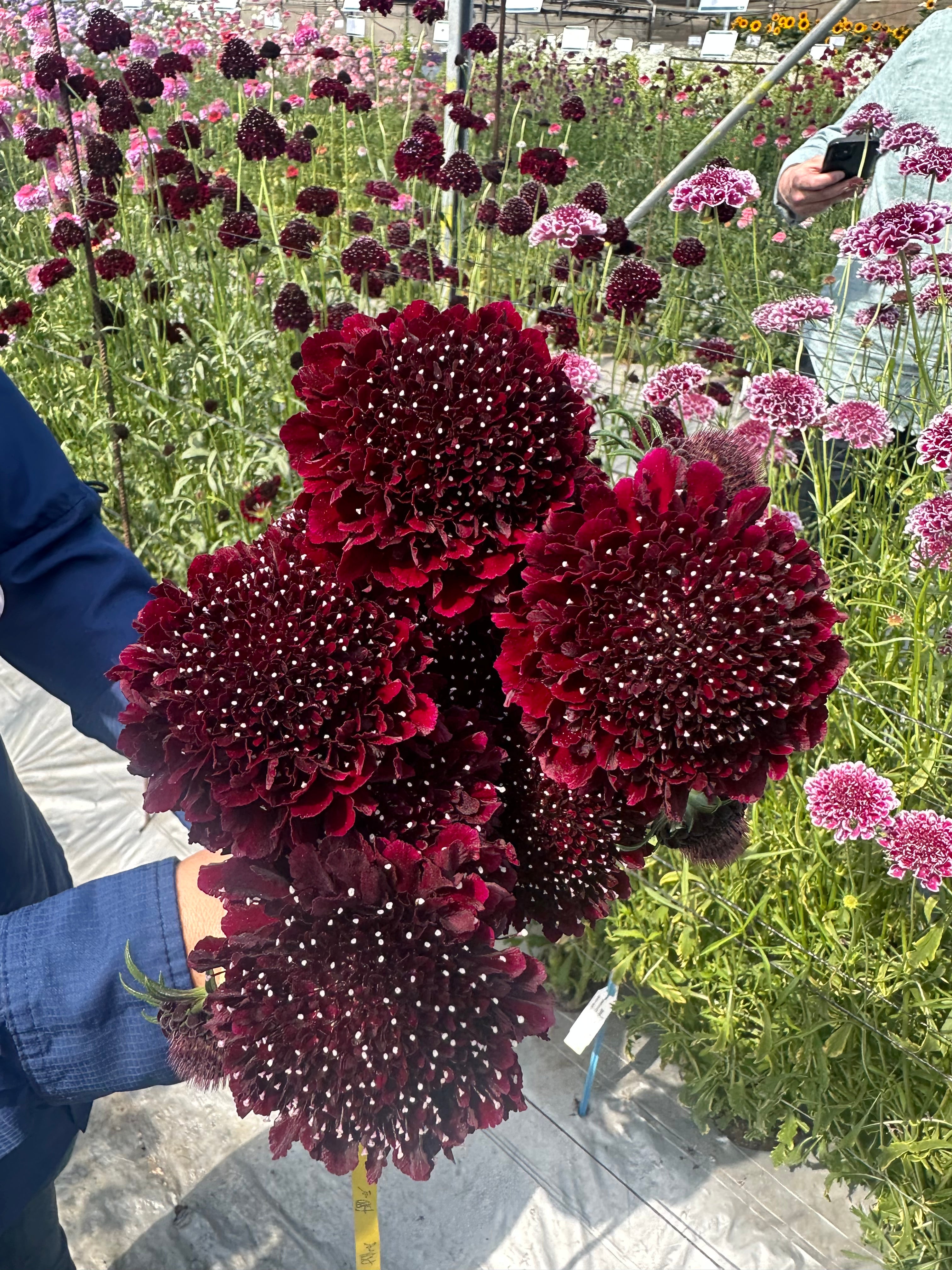 Scoop Scabiosa Trial at Danziger in Israel