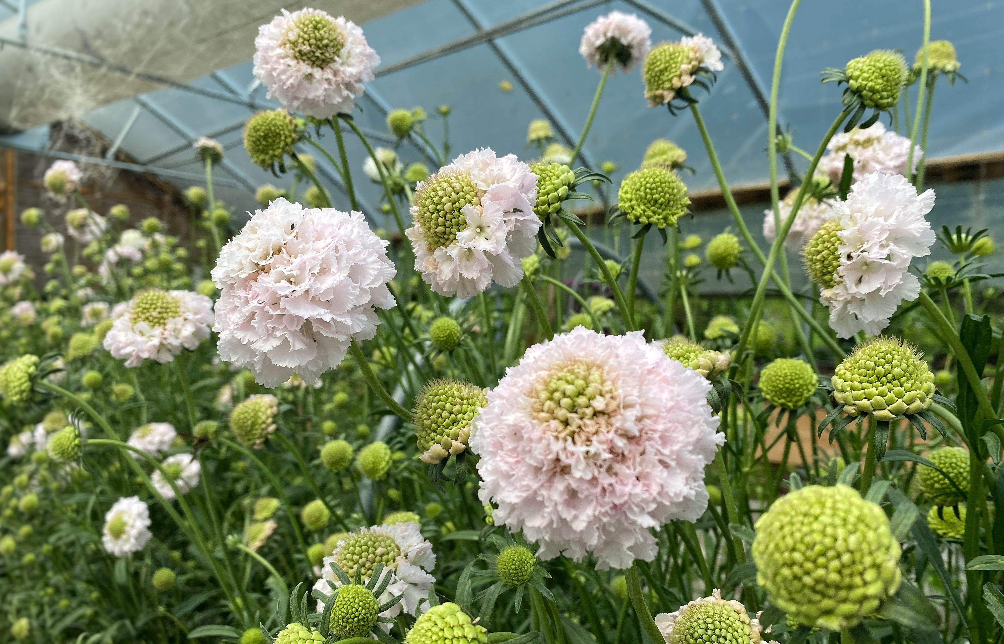 Scoop Scabiosa – Farmer Bailey Inc.