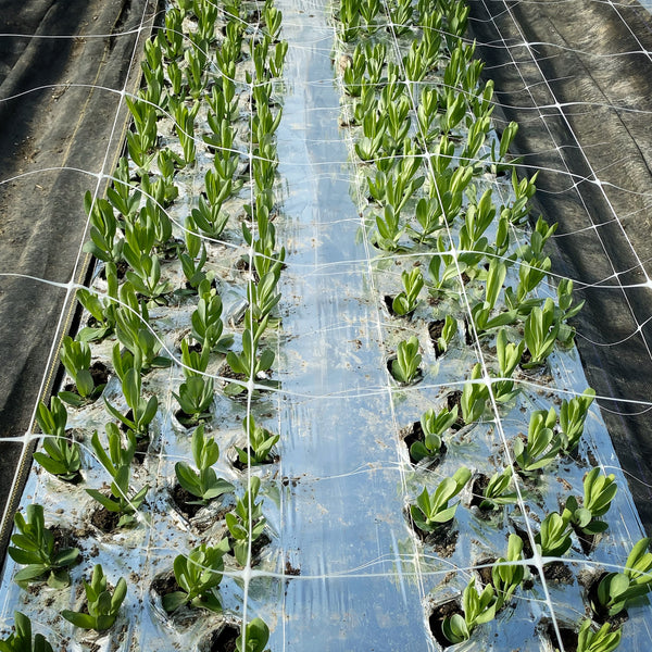 A bed of young lisianthus plants with green stems and beds, planted into plastic row cover and underneath Hortonova netting.  A gap between the rows has been left in the center of the bed, for ventilation.
