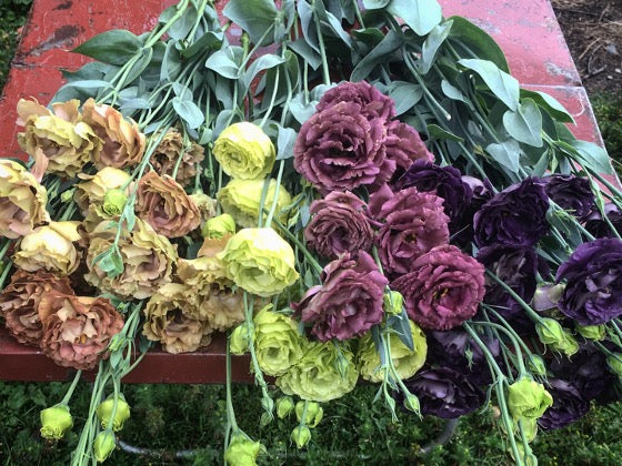 Lisianthus Roseanne in Light Brown, Green, and Black Pearl