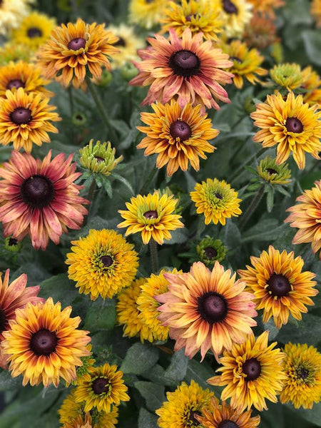 Rudbeckia hirta Sahara grown from Farmer Bailey plugs