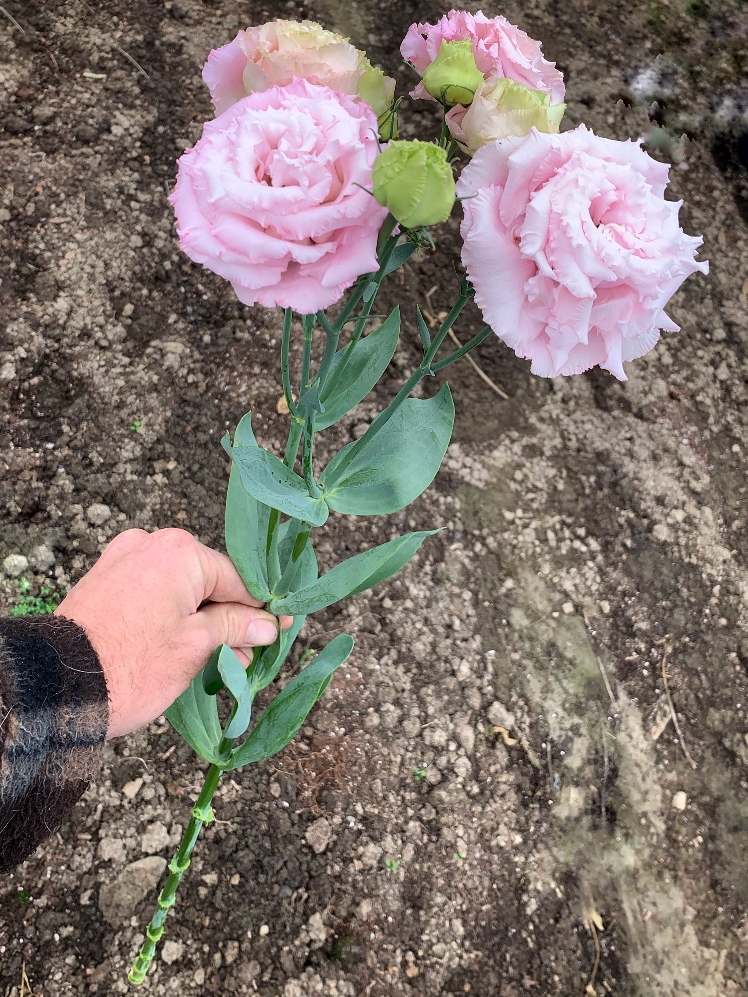 One stem of pale lavender Lisianthus, with four large ruffled, rose-shaped blooms. A pale hand is holding the stem over a dirt background.