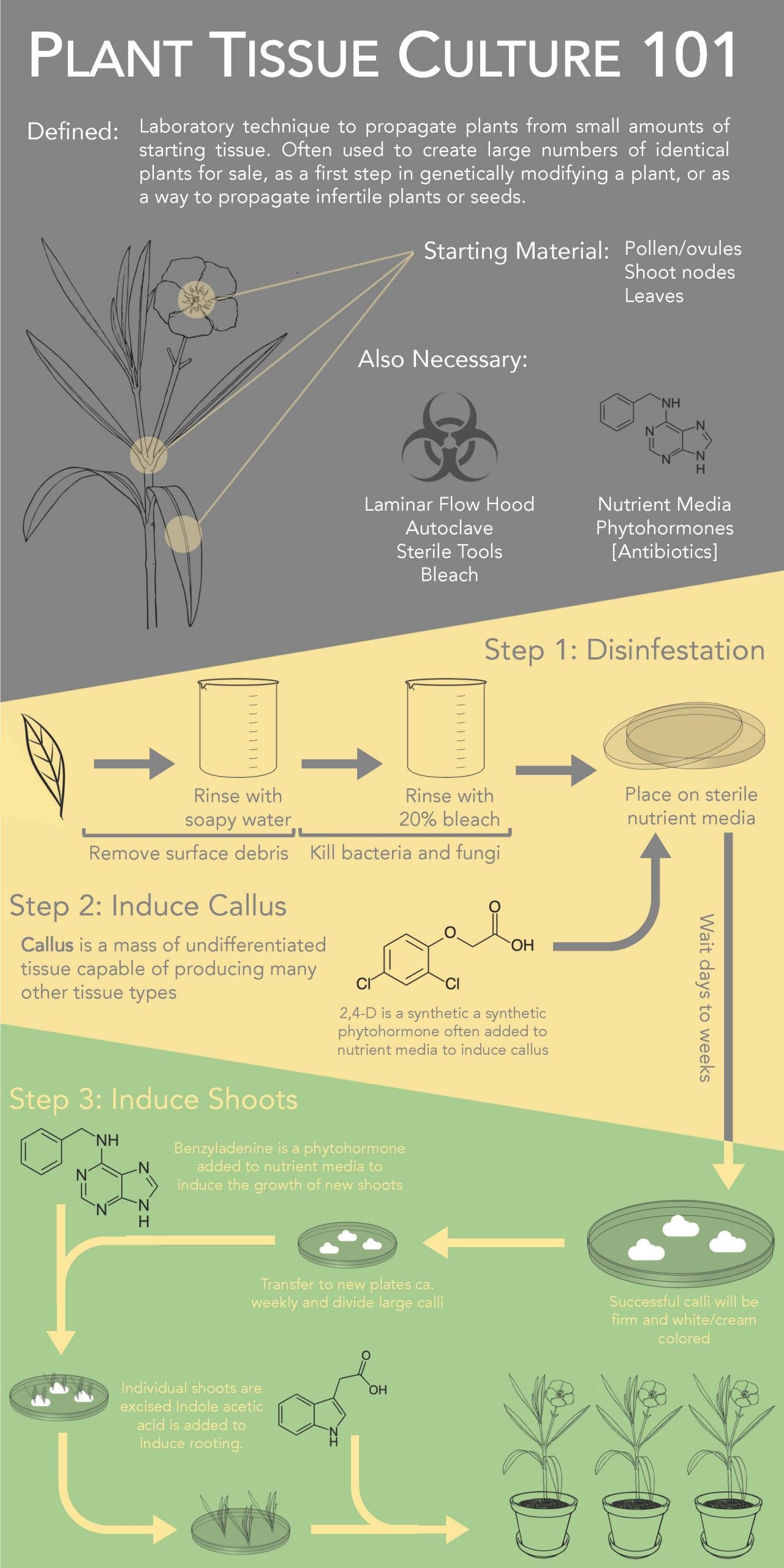 Plant Tissue Culture Infographic by Alex Rajewski