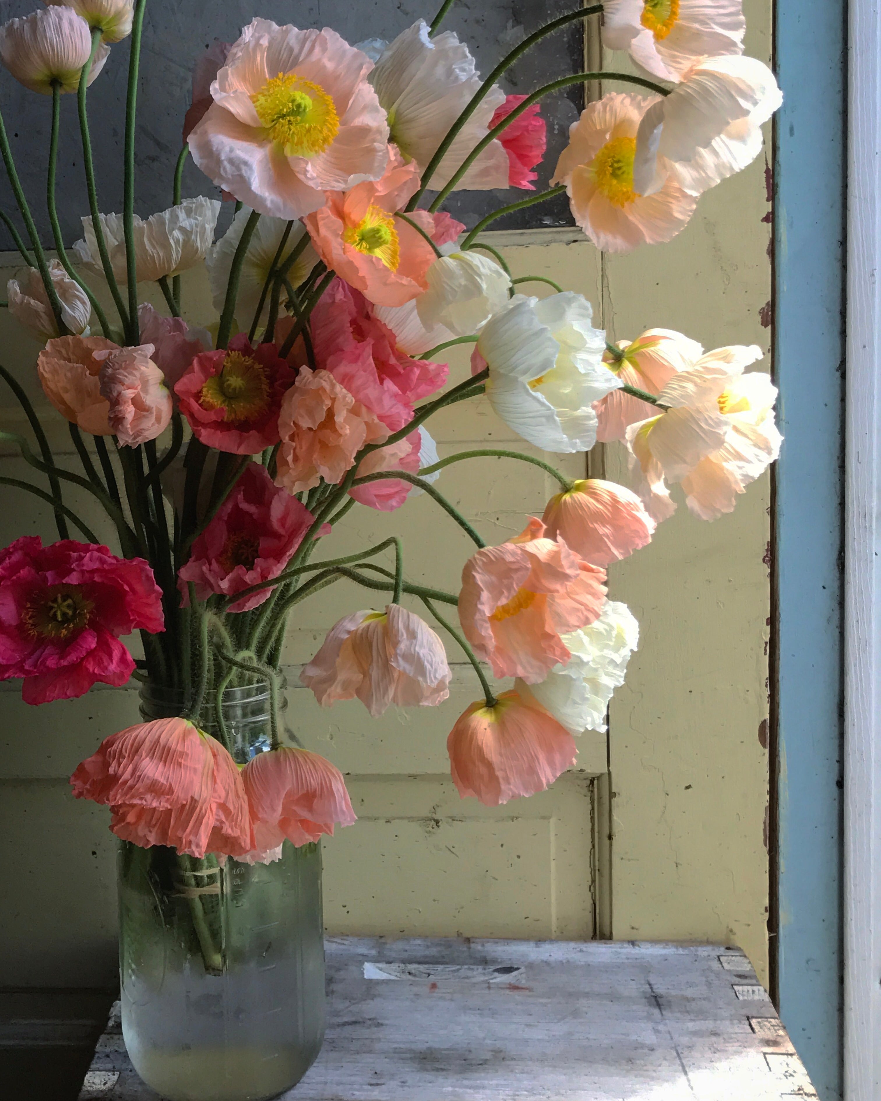 Hummingbird Colibri Poppy stems in mason jar with barn wood and soft light. Pinks and pastels.