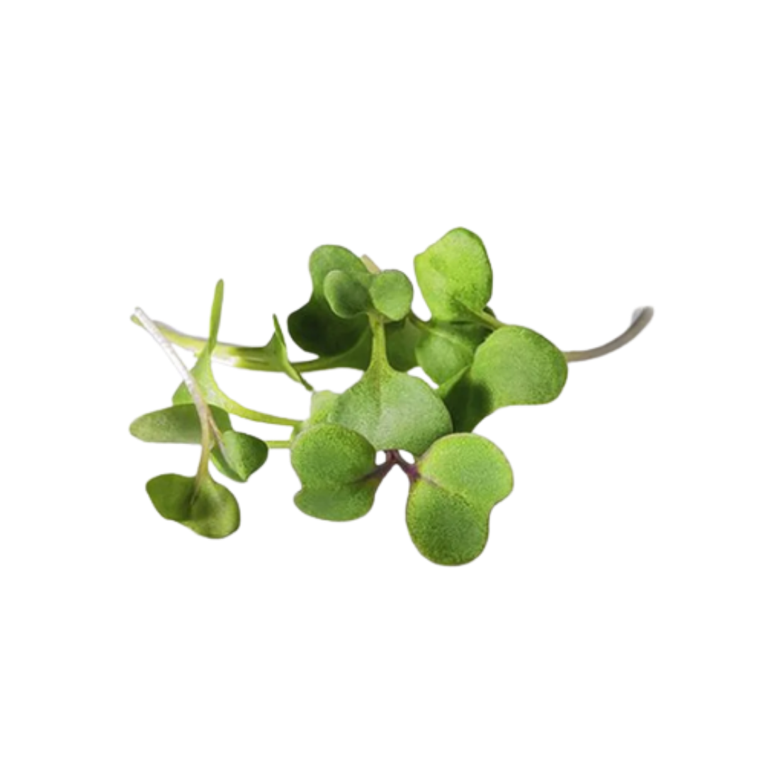 Buy Turnip Microgreen Seeds (Organic, Non-Hybrid, Non-GMO, Open-Pollinated) with assured 80-95% Germination Online in India - The Art Connect