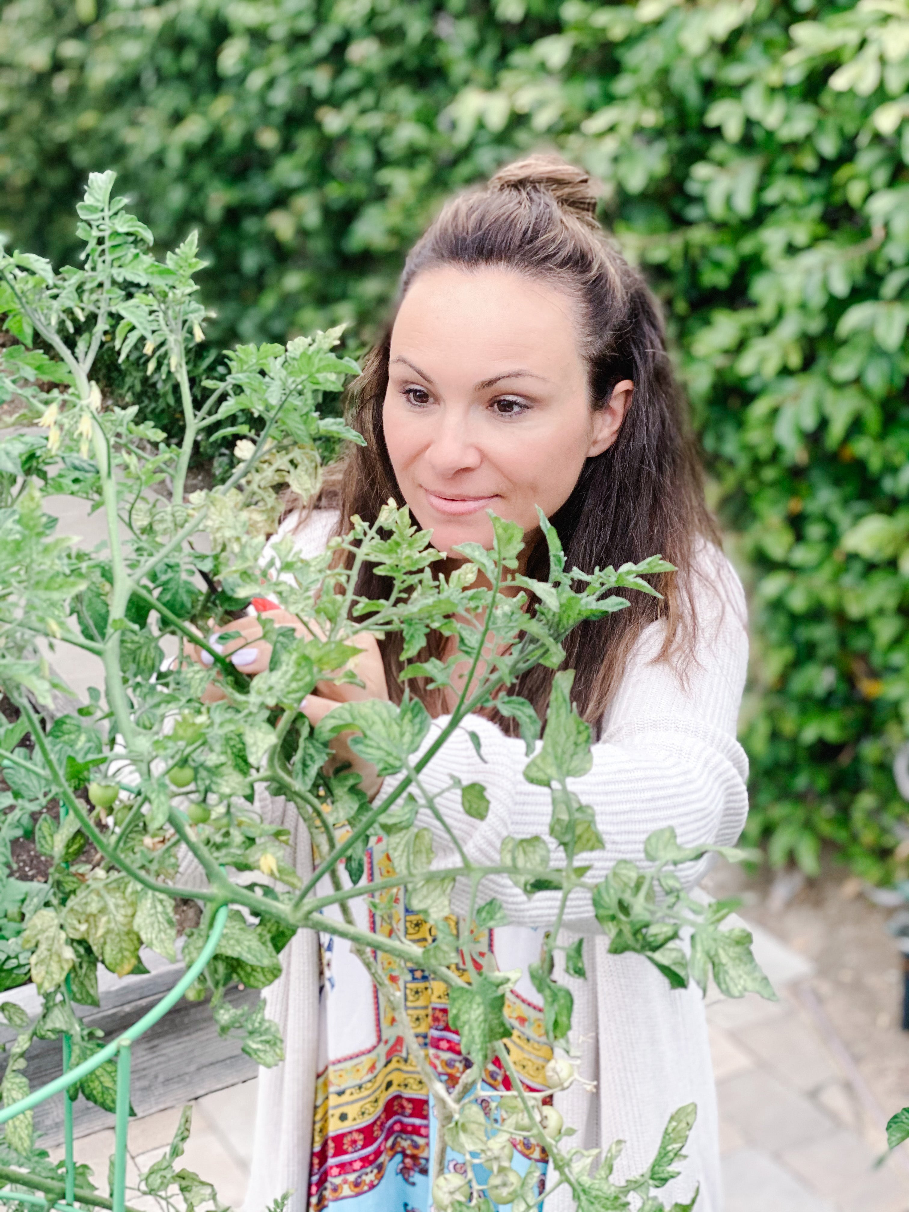 Taking Care Of Tomato Plants