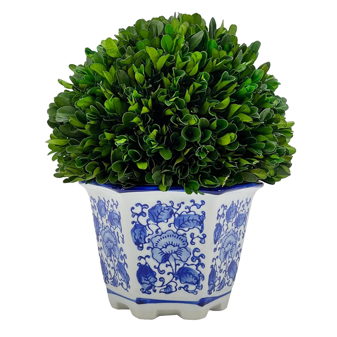 Chinoiserie Blue & White Planter With Preserved Natural Boxwood