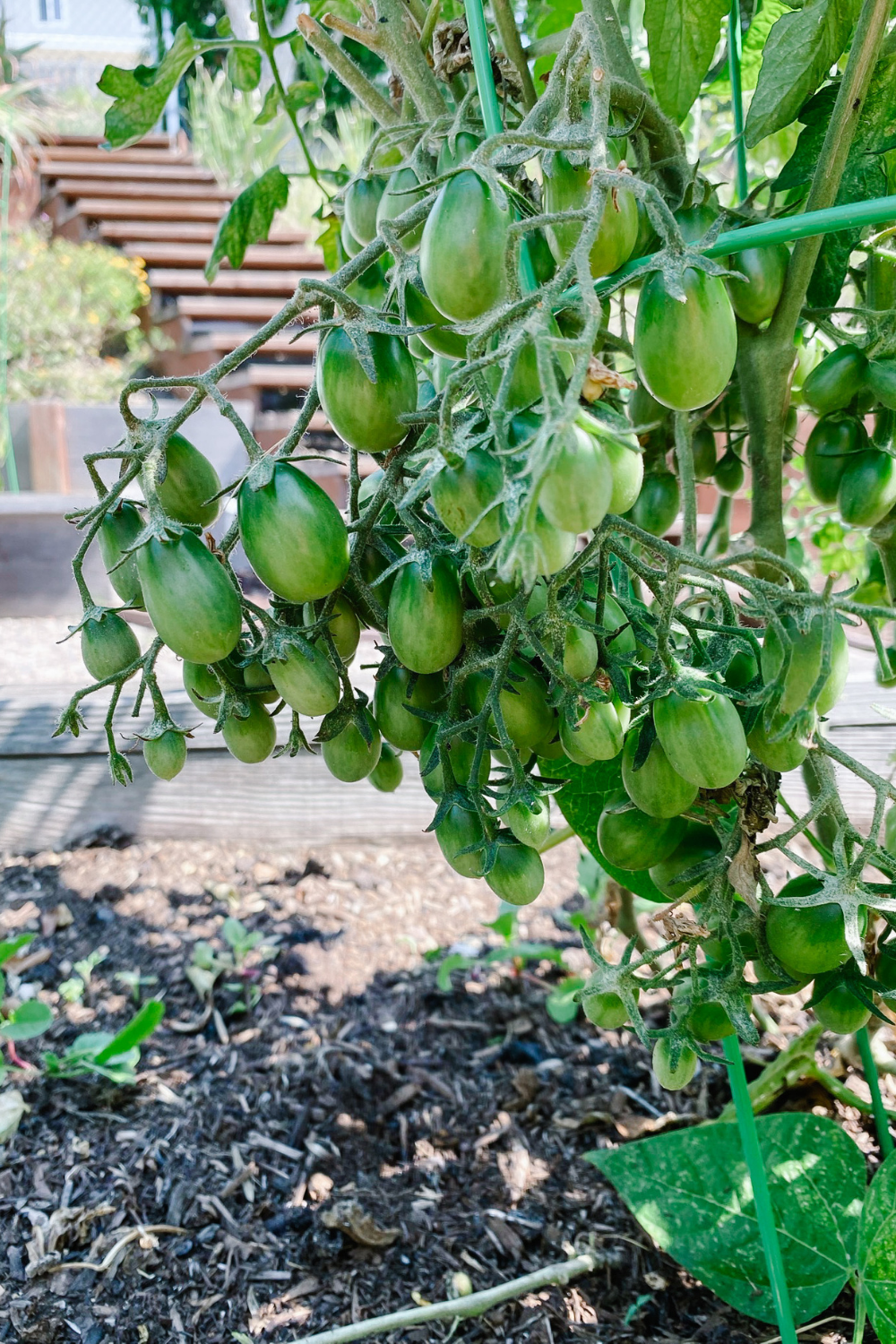 Taking Care Of Tomato Plants