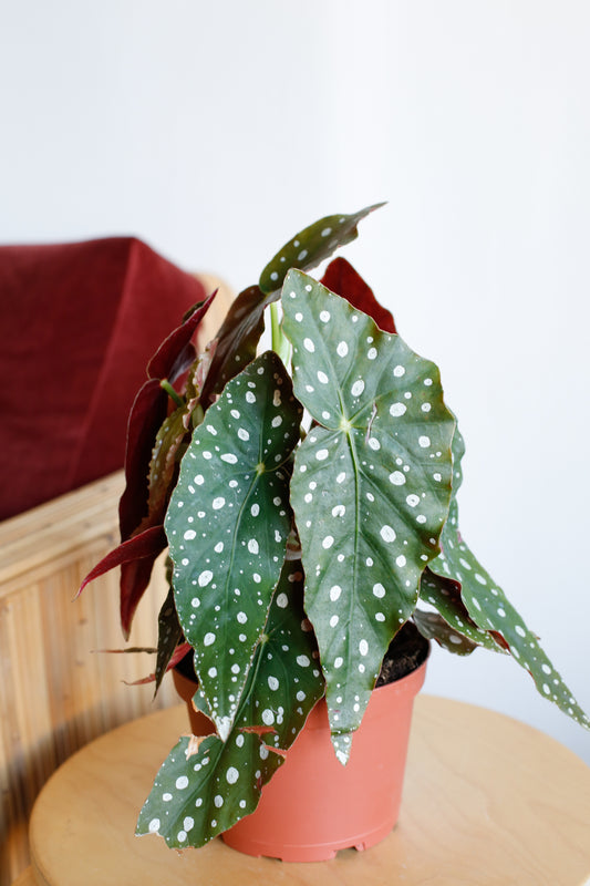 Plant Know-How: Begonia maculata – Folia Collective