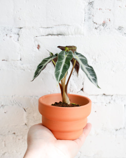 alocasia amazonica bambino wide