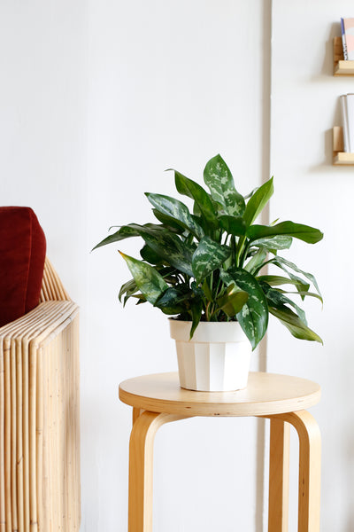 aglaonema emerald beauty wide