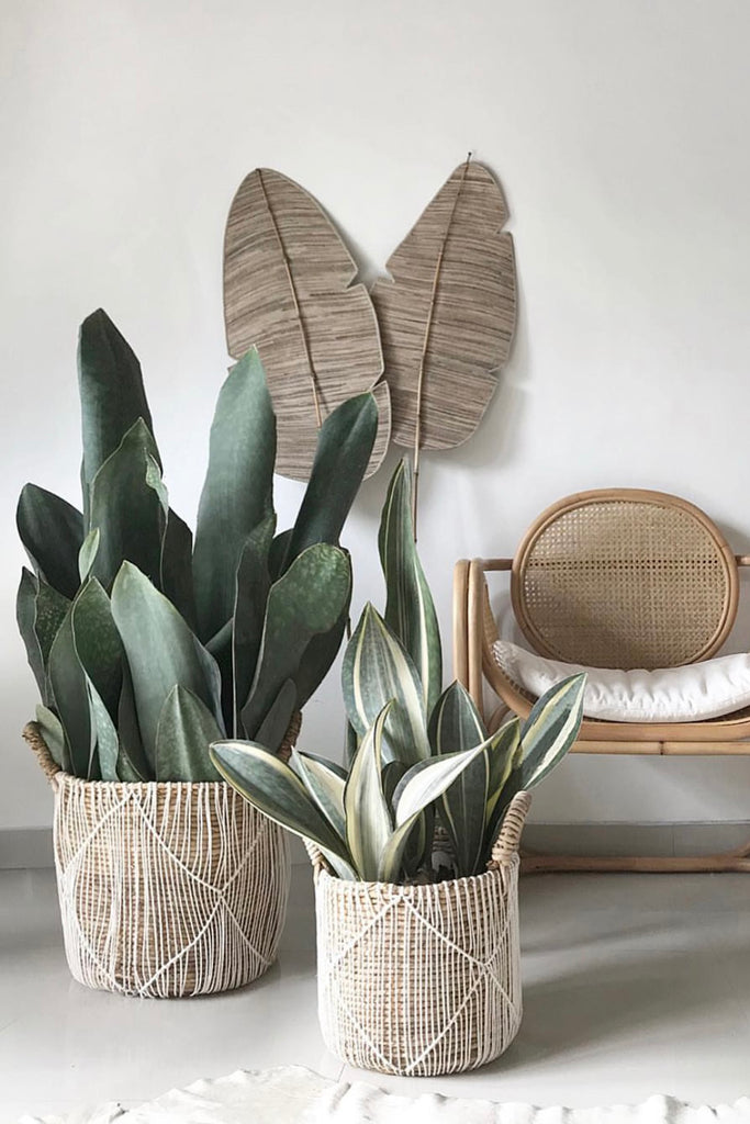 Photo by Craig Miller Randle. Two basket planters- one with a huge Whalefin Sansevieria, one with a smaller variegated Whalefin Sans. A rattan chair and woven leaf shaped art in the background.