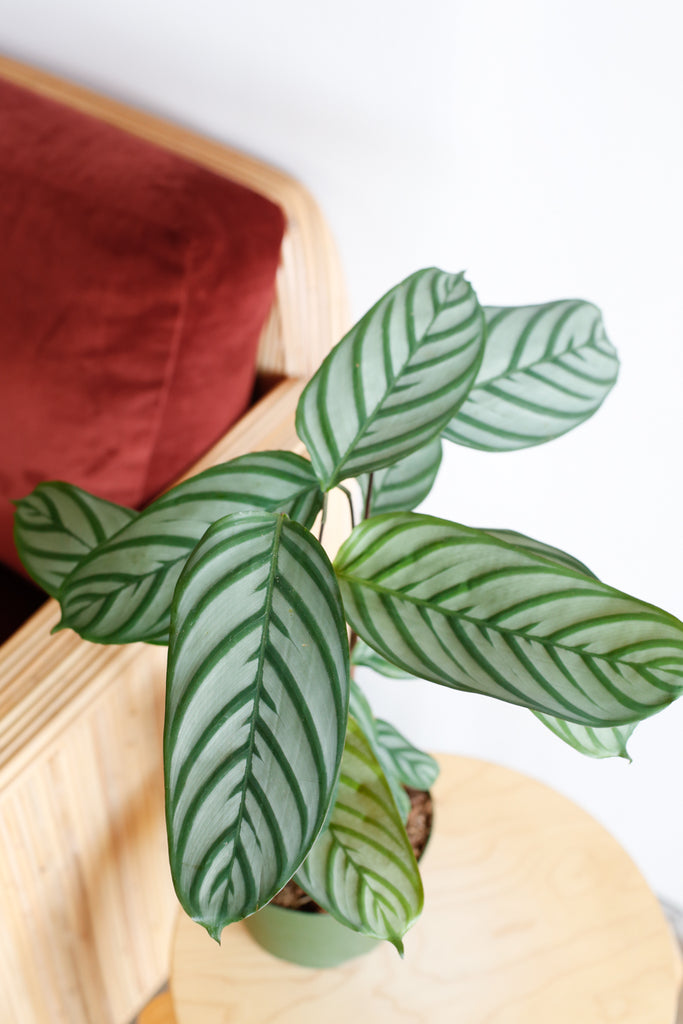 Ctenanthe setosa leaves up close