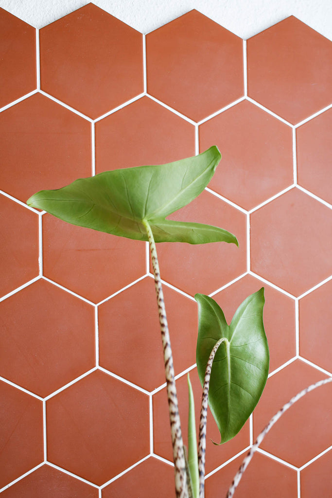 Green leaves and black & white striped stems of Alocasia zebrina against a terracotta tile wall
