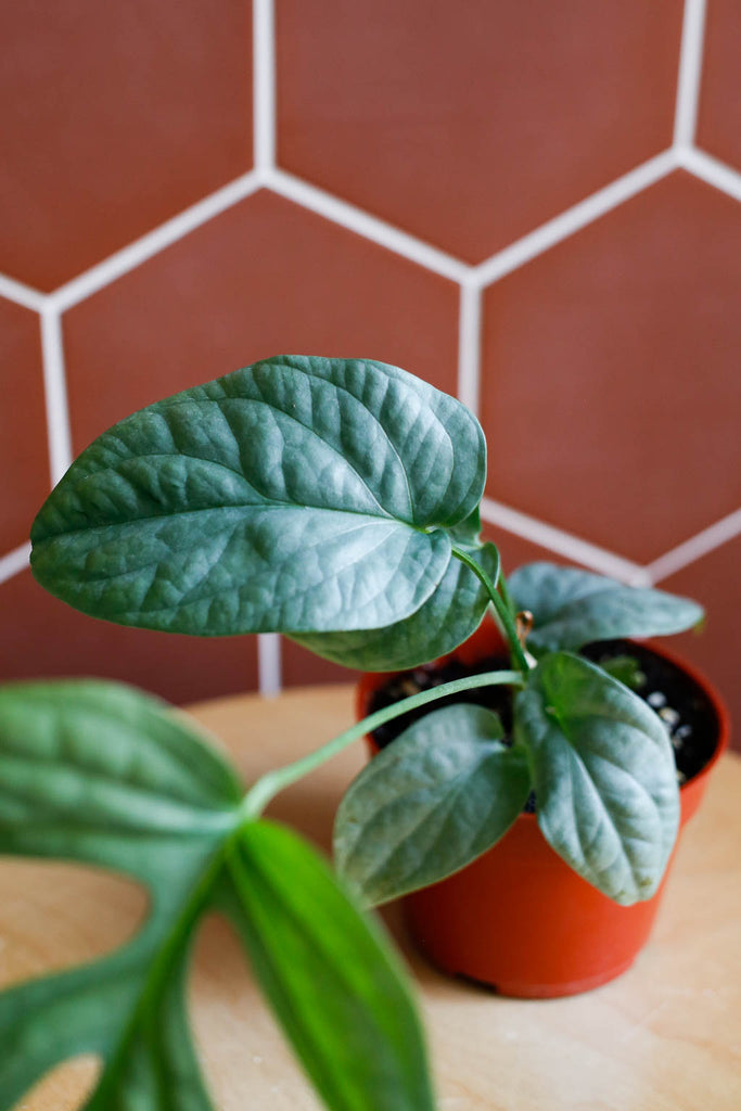 Small pot with an Amydrium medium 'Silver' plant inside, against a terracotta tile wall. Smaller, juvenile leaf with undeveloped non-lobed shape- silvery green in color- is focus.