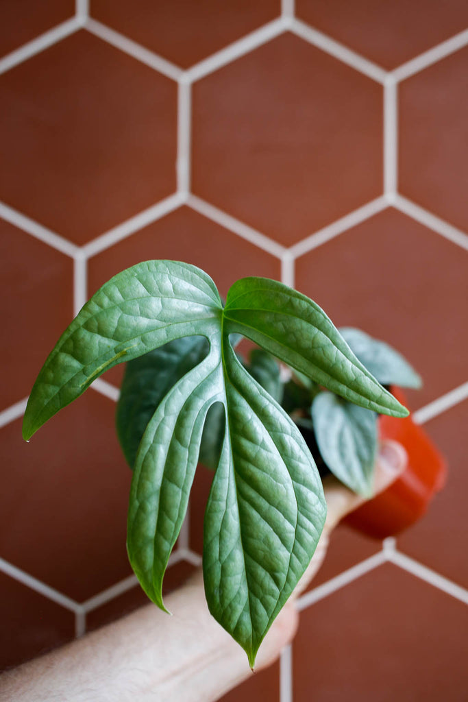 Hand holding a small pot with an Amydrium medium 'Silver' plant inside, against a terracotta tile wall. Large, lobed, plant leaf- silvery green in color is front and center.