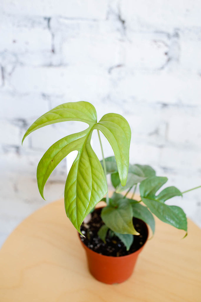 Small pot with an Amydrium medium 'Silver' plant inside, against a white brick wall. New leaf- very pale green in color is front and center.