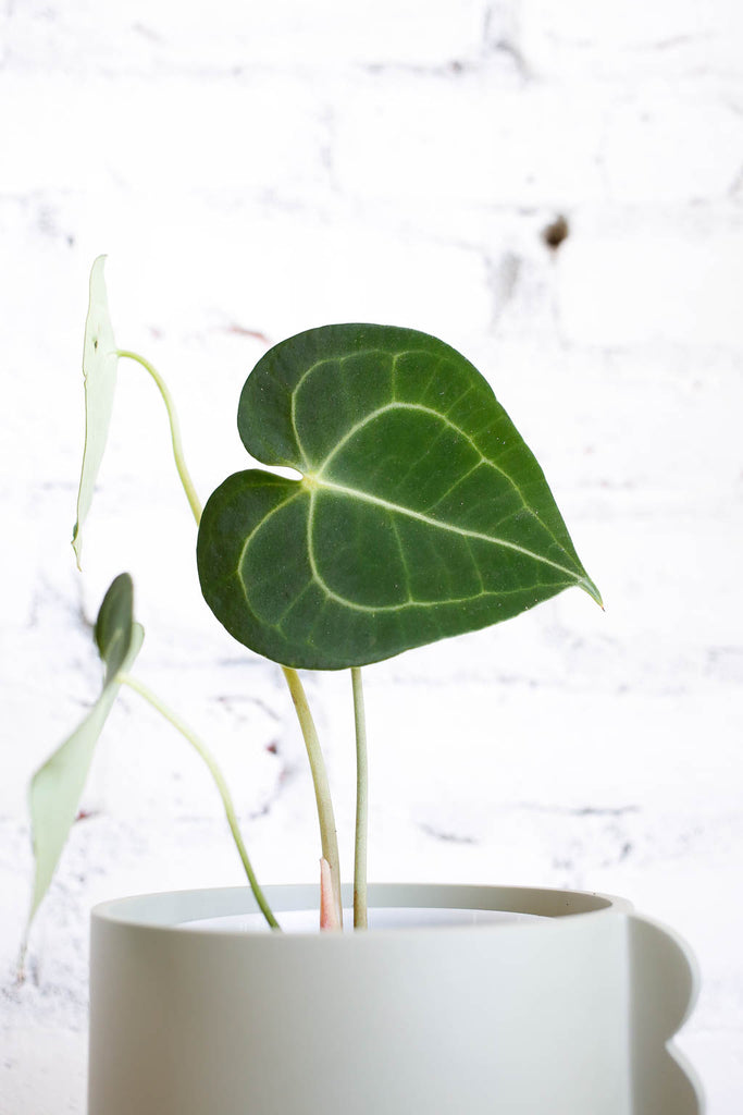 Anthurium clarinervium plant with leaves shaped like hearts, dark green with striking pale green veination