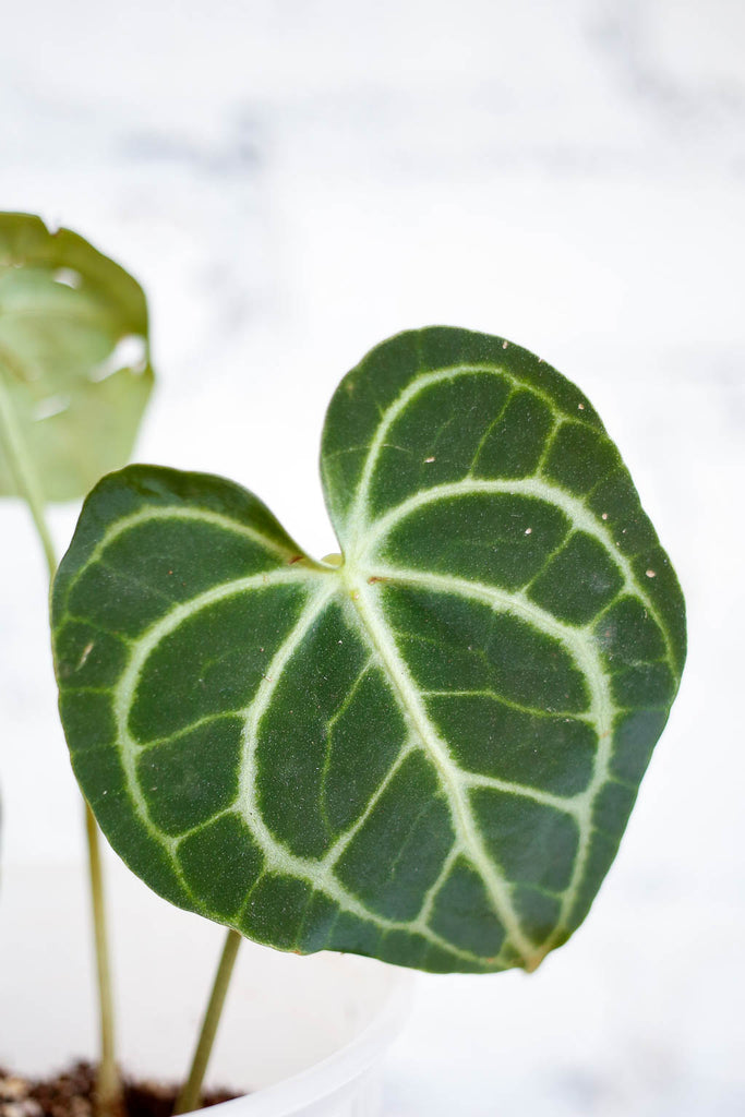 Anthurium clarinervium plant with leaves shaped like hearts, dark green with striking pale green veination