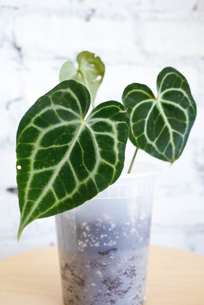 Anthurium clarinervium plant with leaves shaped like hearts, dark green with striking pale green veination