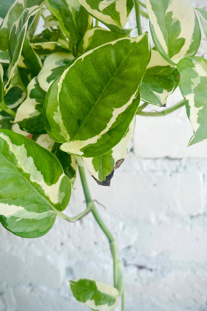 Closeup of Pothos 'N'Joy' leaves with browning spots