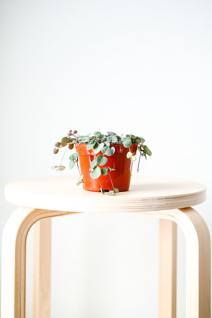 Small Ceropegia woodii plant sitting on top of wooden stool