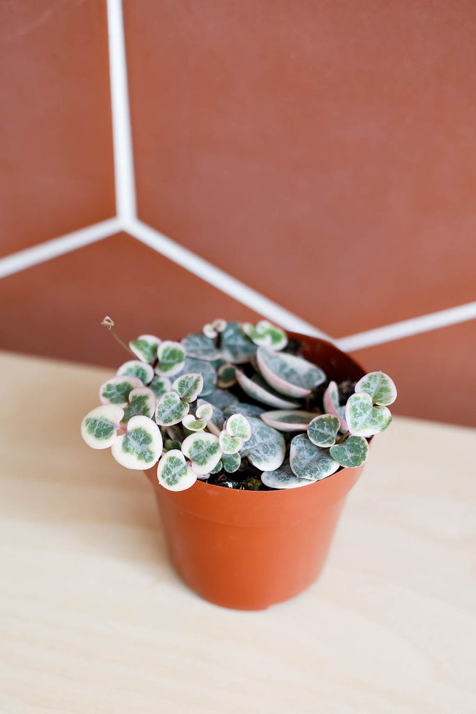 Small pot of Ceropegia woodii variegata plant sits on light wood surface with terracotta red tile wall behind it. Heart shaped plant leaves have splashes of pink, sage green, purple, and white visible.