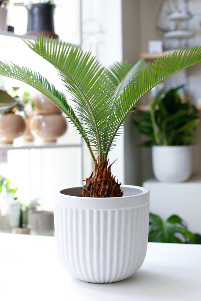 Cycas plant in a white planter with ribbed texture. Shelves of the Pasadena Folia Collective shop in the background.