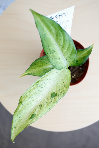 dieffenbachia camouflage wide