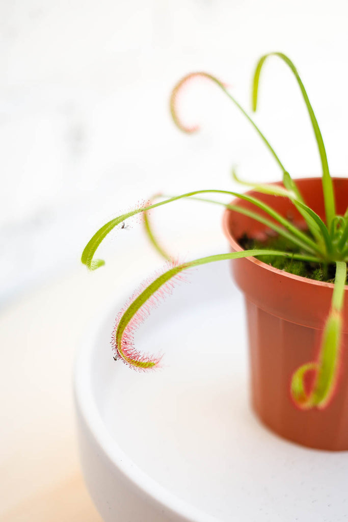 Close-up of Cape Sundew plant with long, slender lime green leaves covered in reddish hair-like structures with dew drops on each. Several leaves have a small gnat stuck to them.