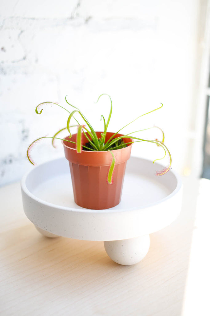 Cape Sundew plant with long, slender lime green leaves covered in reddish hair-like structures with dew drops on each. Plant sits in a rust colored pot inside of a round white tray.