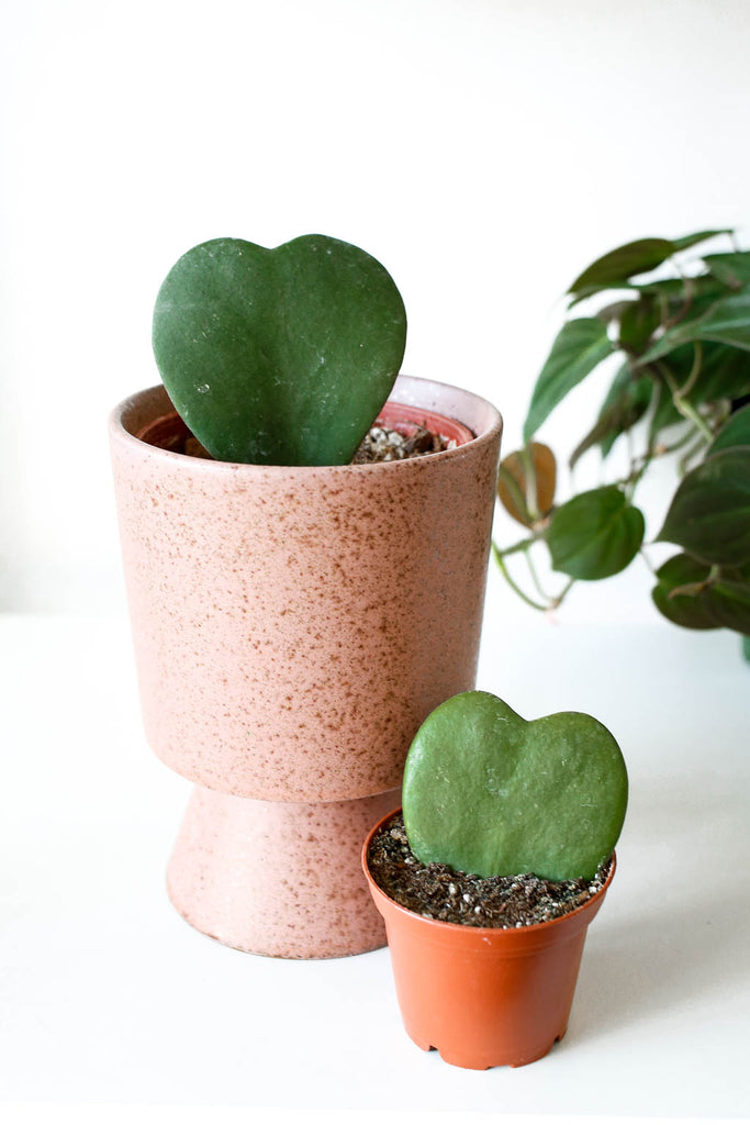 Two Hoya kerrii plants, each with a single, heart shaped green leaves. One inside a mauve colored pedestal shaped pot, one smaller plant in a plastic grower pot.