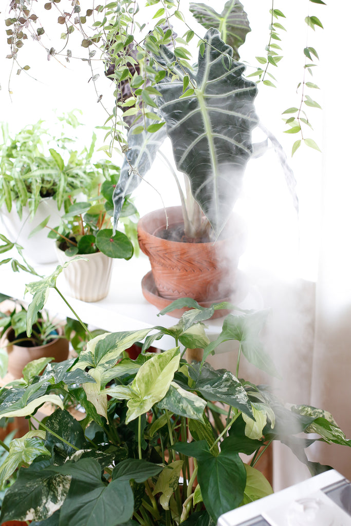 Plants in a window with the vapor from a humidifier rising up around them