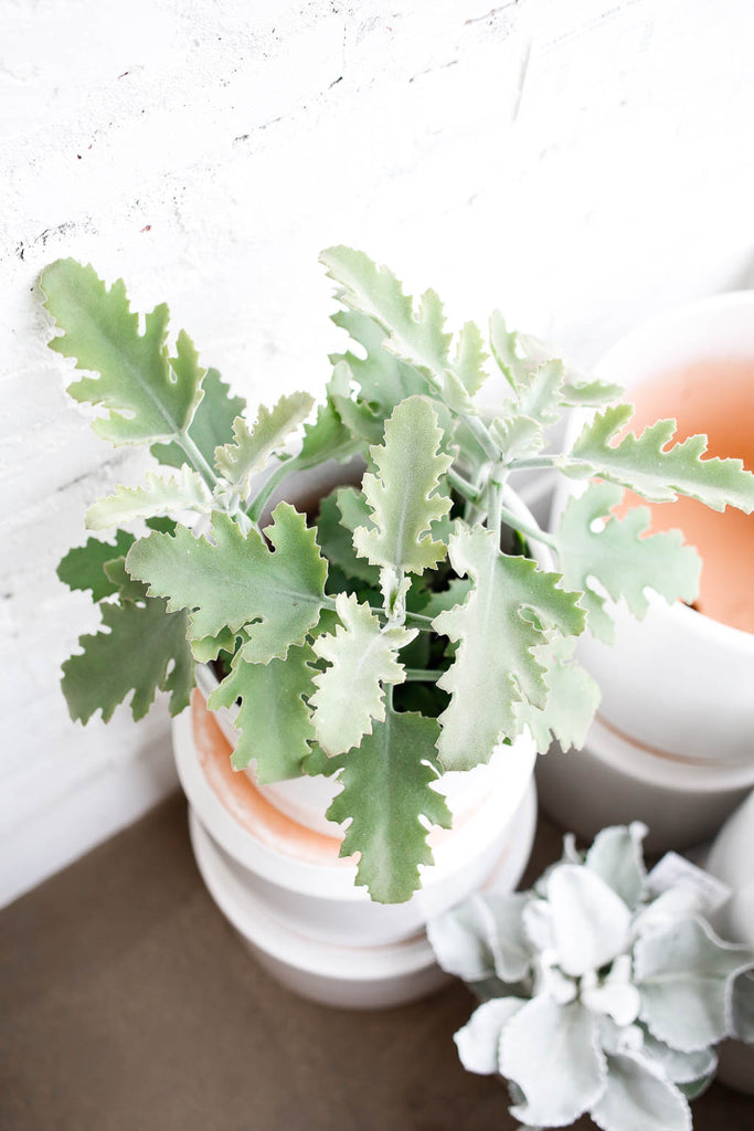 Kalanchoe beharensis, with silvery green leaves that have fuzzy texture, sitting in a white pot, with other white pots in the foreground