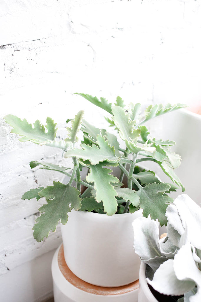 Kalanchoe beharensis, with silvery green colored leaves that have a fuzzy texture, sitting inside a white pot.