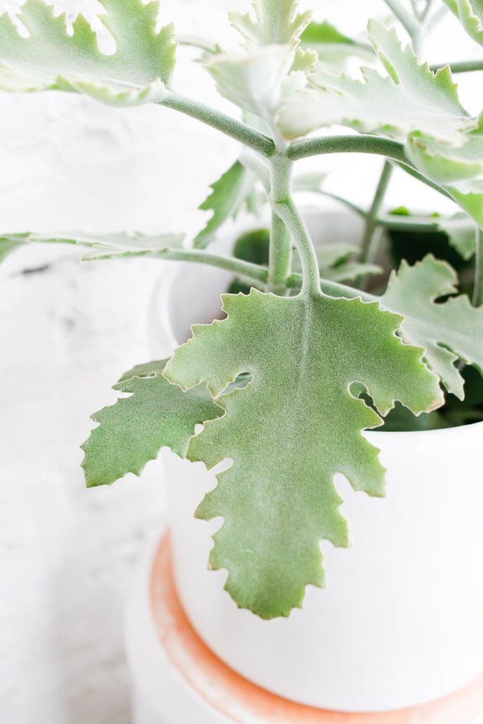 Kalanchoe beharensis 'Silver Cloud' leaf- silvery green in color with fuzzy texture and a shape resembling an oak leaf
