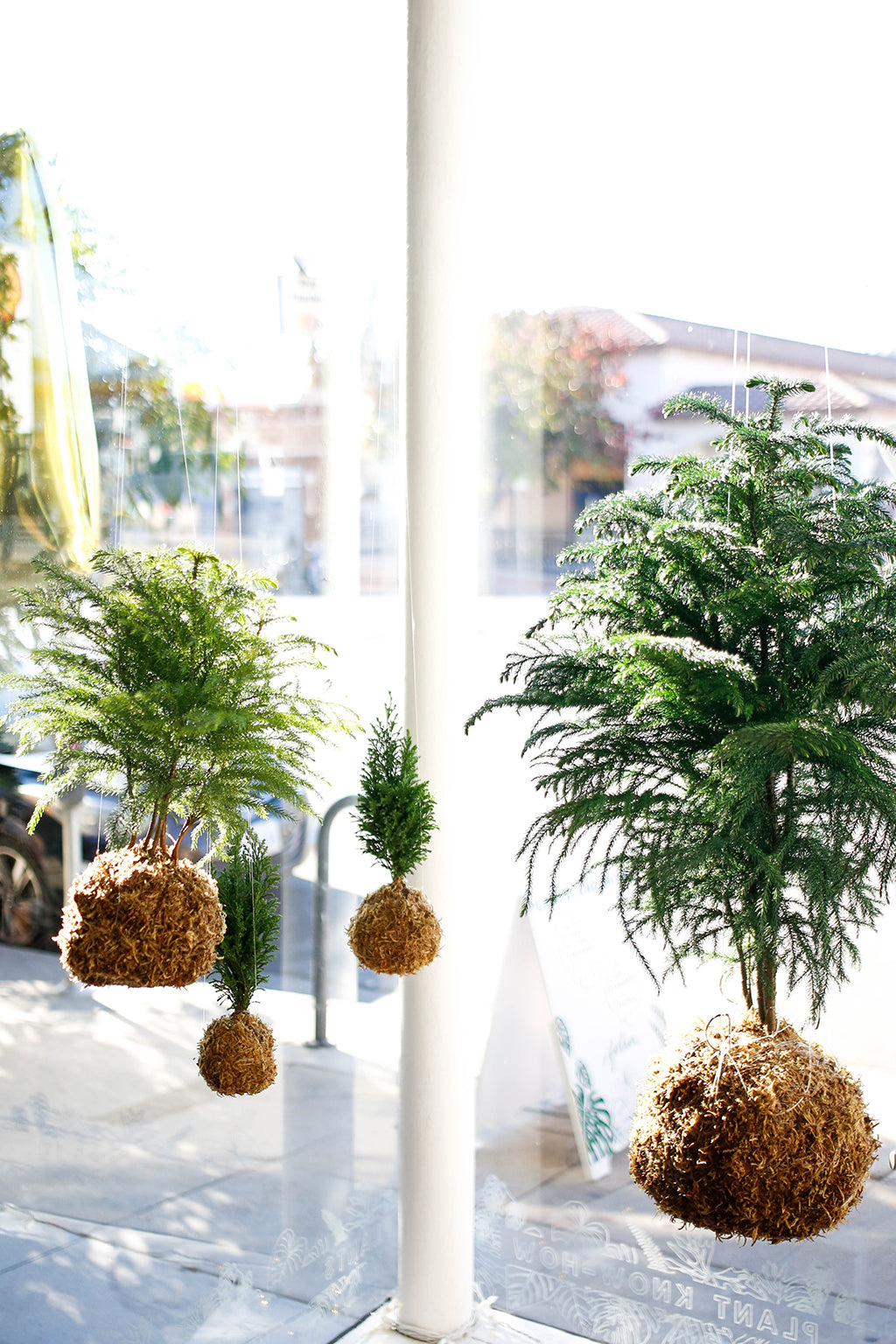 4 hanging trees, bound in moss kokedama style, seemingly floating because they are suspended from clear fishing line