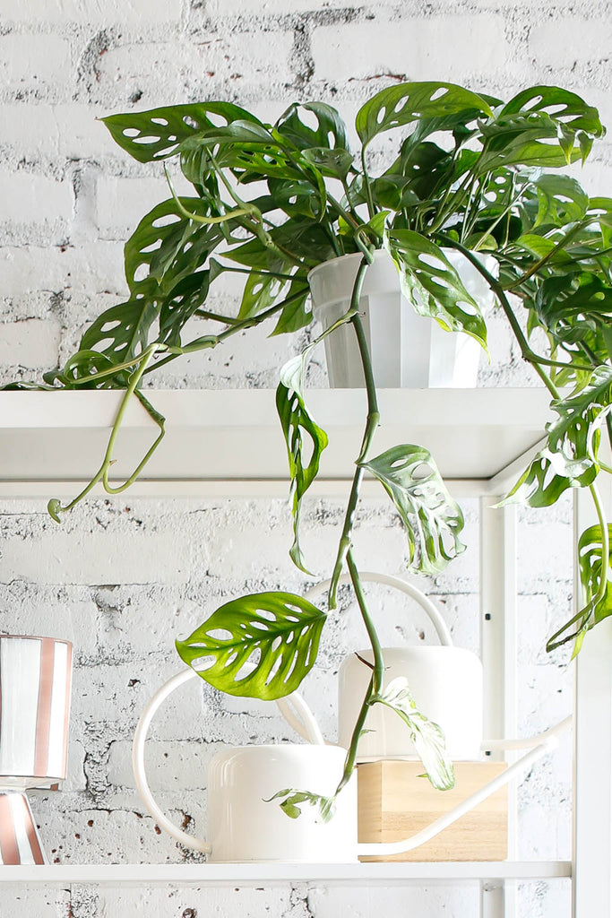 Monstera adansonii, with green leaves that have holes called fenestrations all over them, trailing down a white shelf.