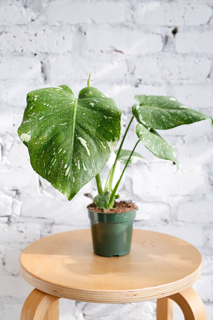 Smaller Monstera 'Thai Constellation' in green plastic pot, large leaves are green and slightly heart shaped with white speckles all over them.